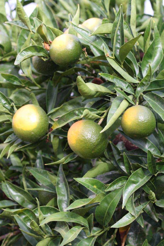            Immature fruit (Riverside, CA)   